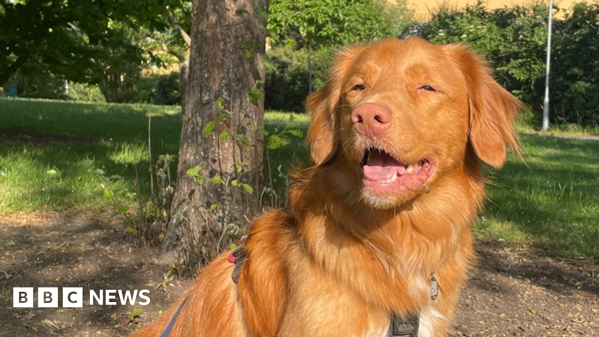 Meet Rhubarb: The College Dog Transforming Lives with Every Wag