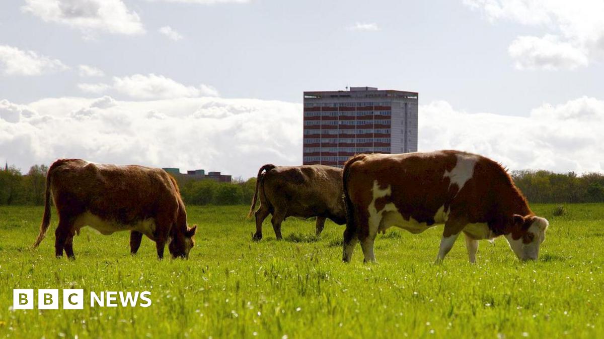 Judith rakers deepfake porn in a field dominated by