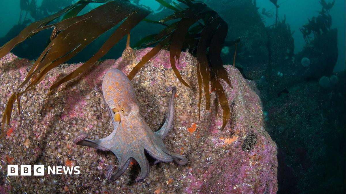 Octopus bloom may stay, says Marine Biological Institute
