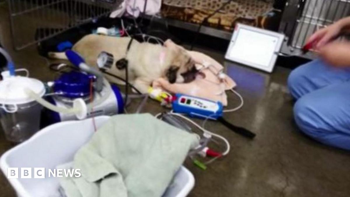 US dog food recall after euthanasia drug found - BBC News