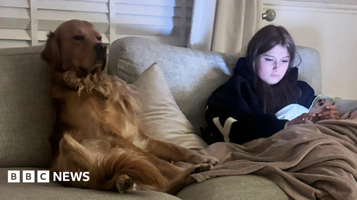 Urgent search in Highlands for teenager's missing support dog