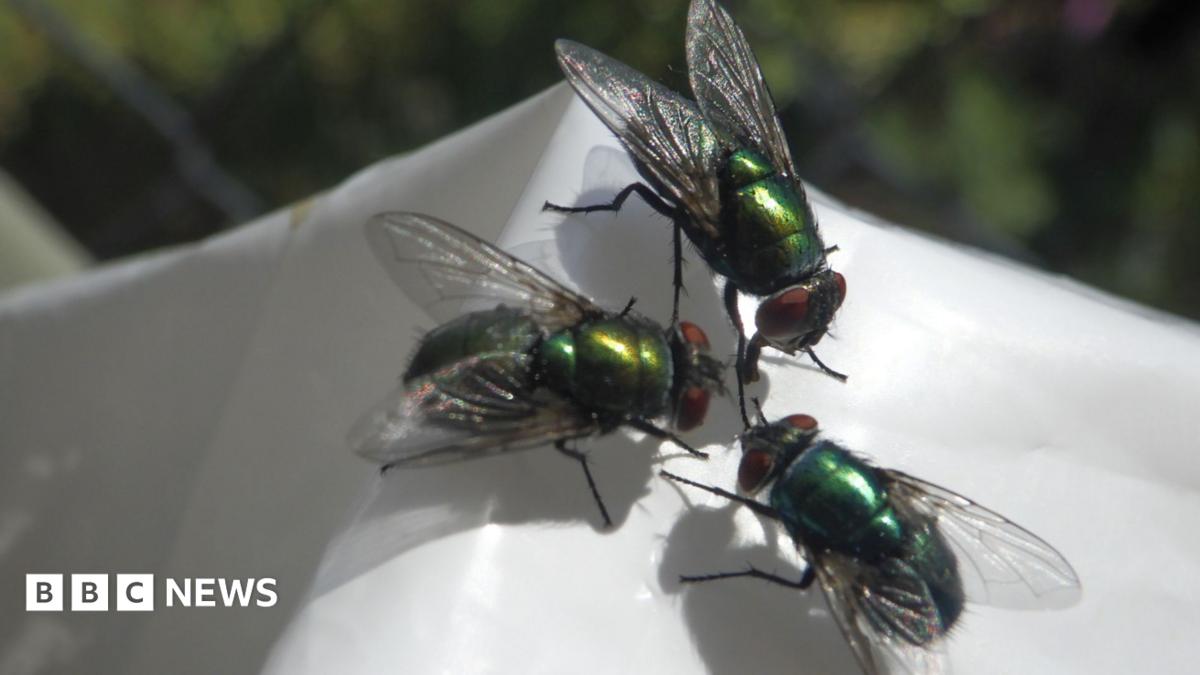 The 'biblical' mystery fly infestation plaguing a seaside community