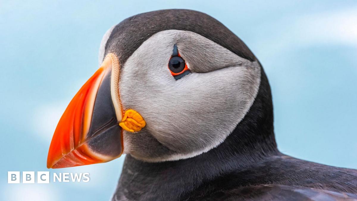 Record Skomer Island puffin count for second year running