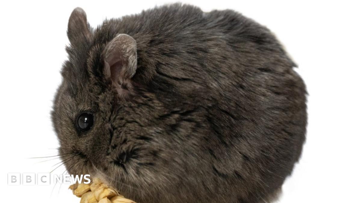 Mr Goxx, the crypto-trading hamster beating human investors