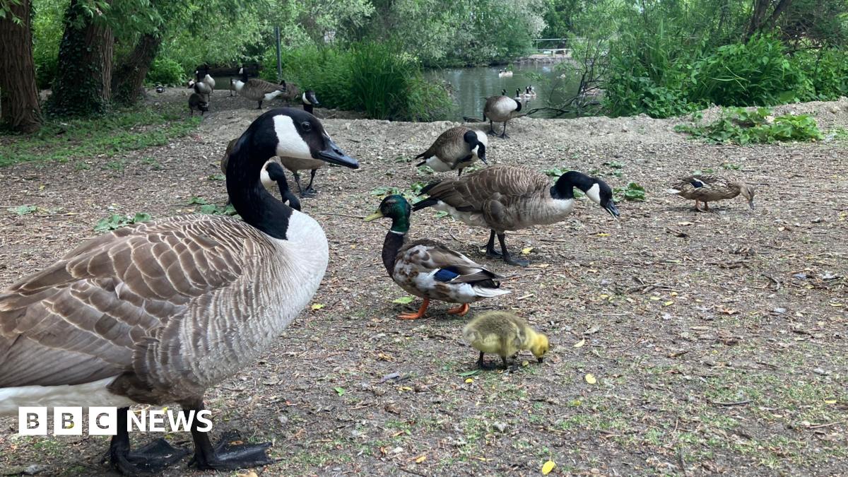 Stop Feeding the Ducks! Didcot Council Warns of Health Risks at Ladygrove Lake