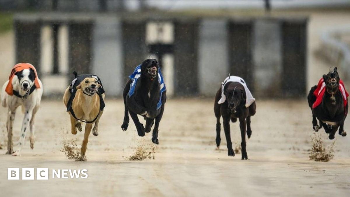 Greyhound racing to be banned in Wales