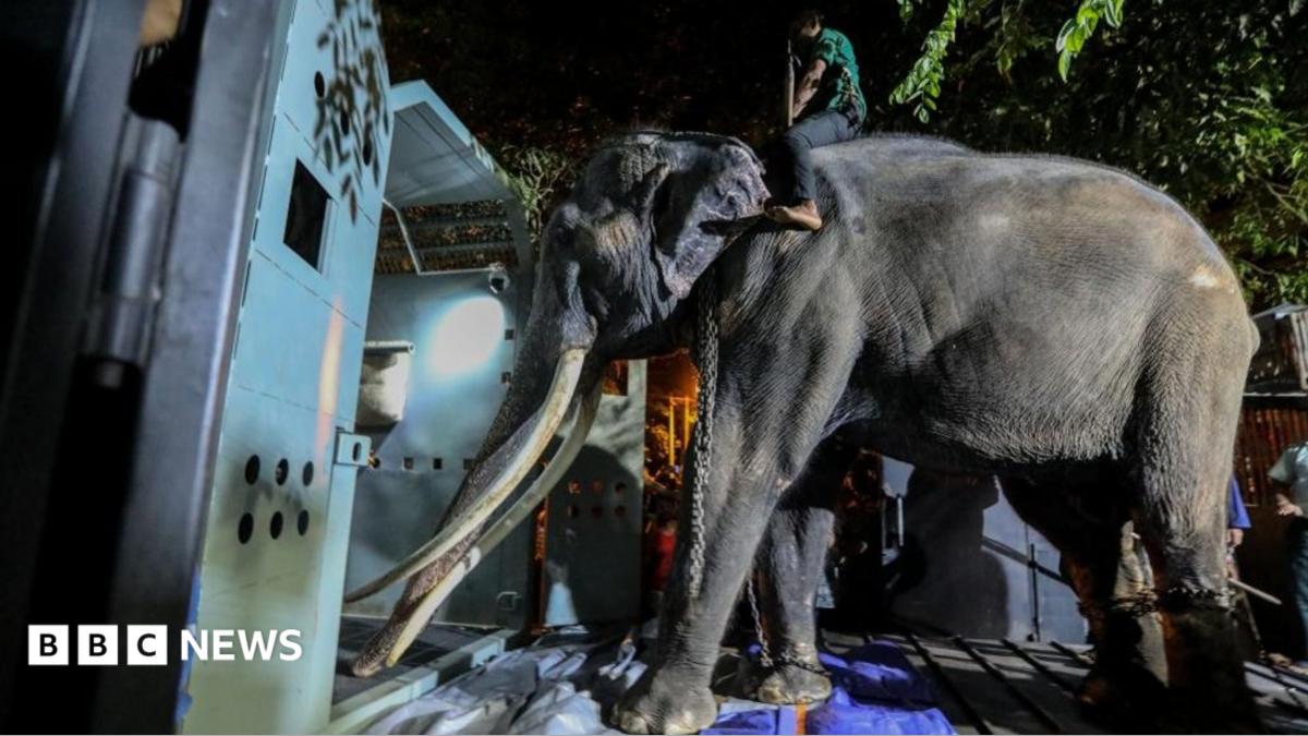 Thai elephant flown home after alleged abuse in Sri Lanka - BBC News