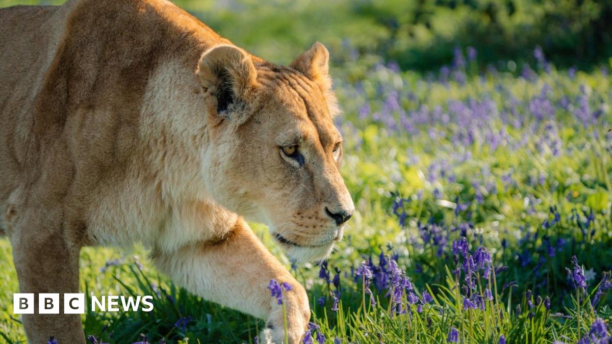 bbc.co.uk - West of England in pictures: 'Longleat at 60' and 'chocolate factory