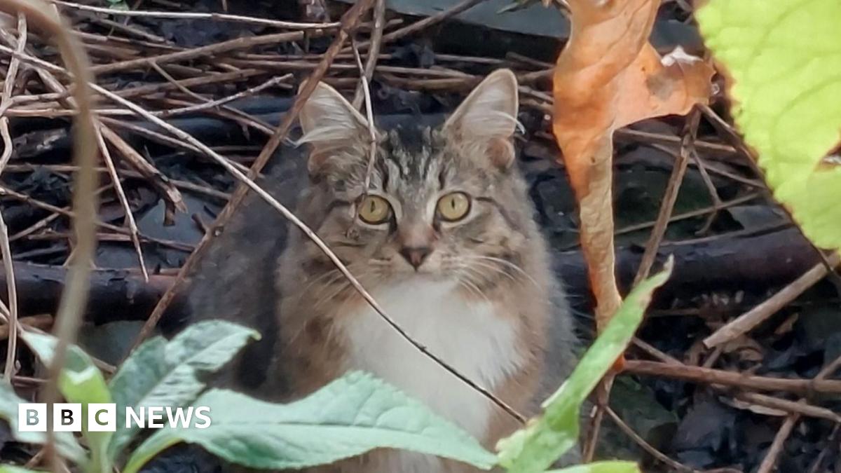 New Cross: 'Inbetweener' cats on waste ground need new homes - BBC