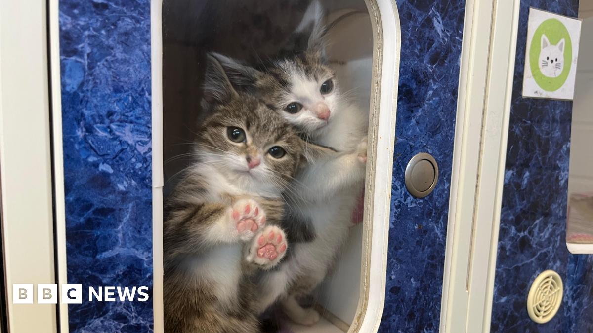 Two white and tabby kittens have their paws against the glass of a pen at an animal rescue charity.