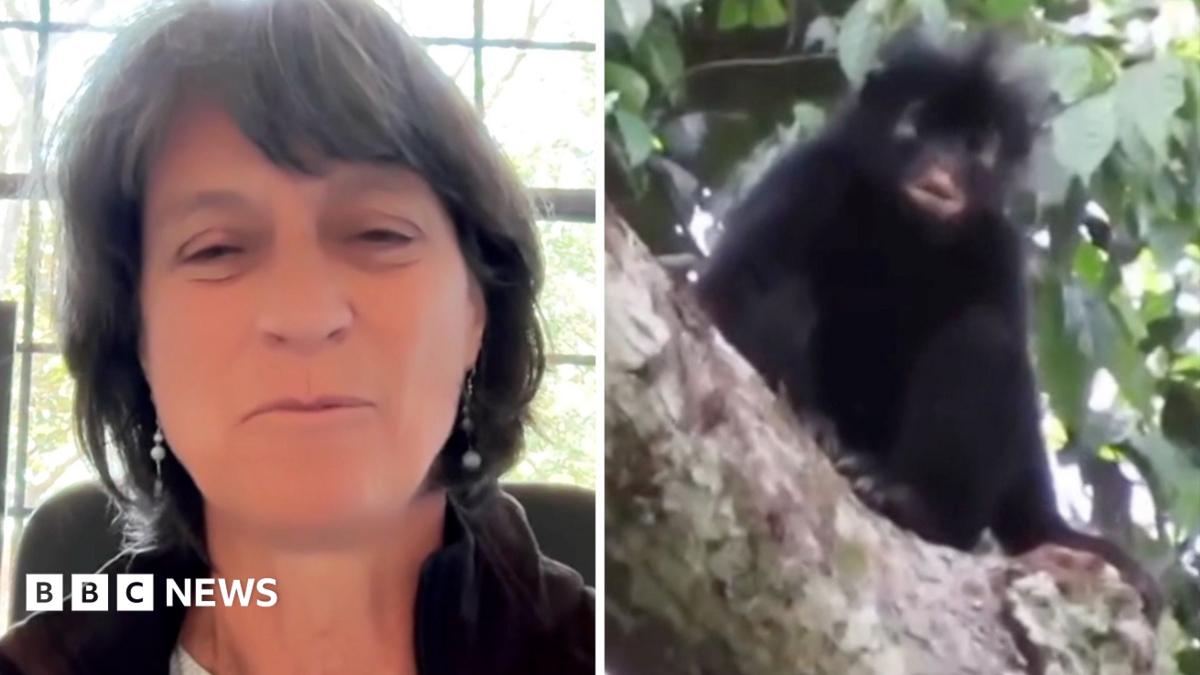 New monkey species a 'fascinating discovery', study lead says