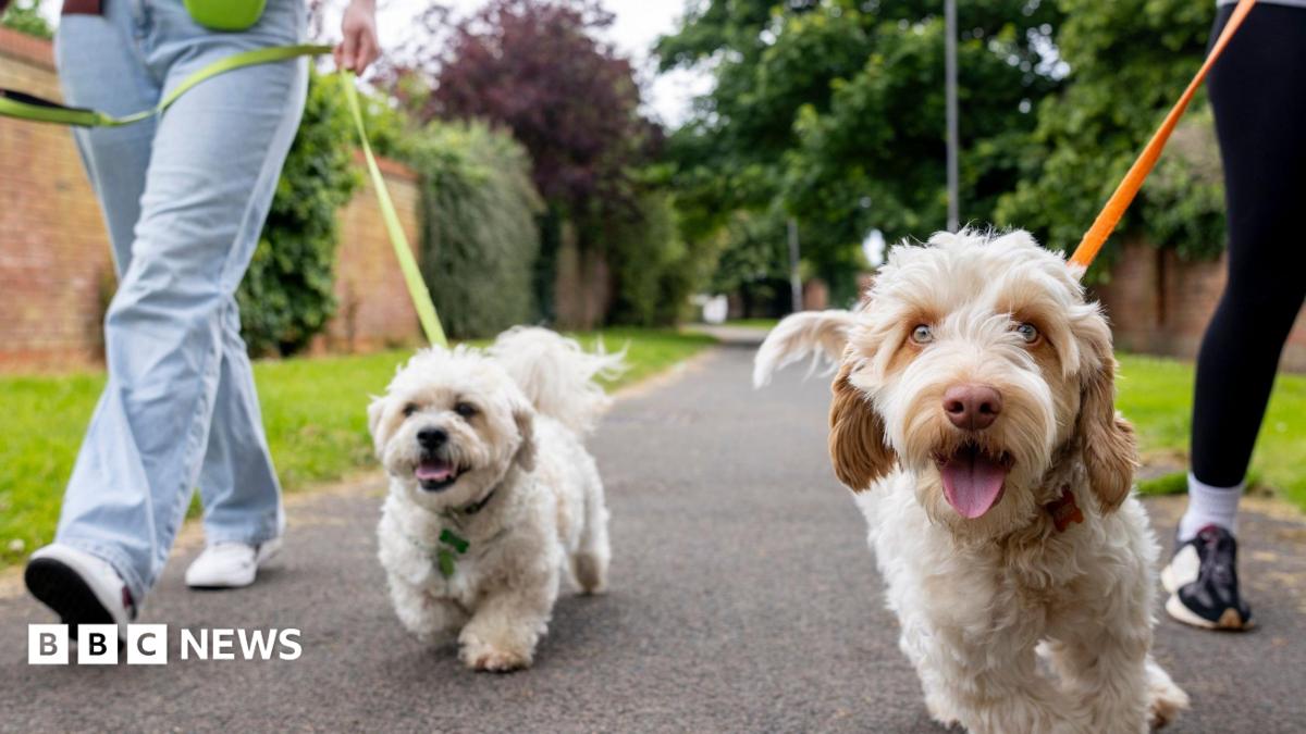 A Stoke-on-Trent vet warns over walking dogs during a heatwave