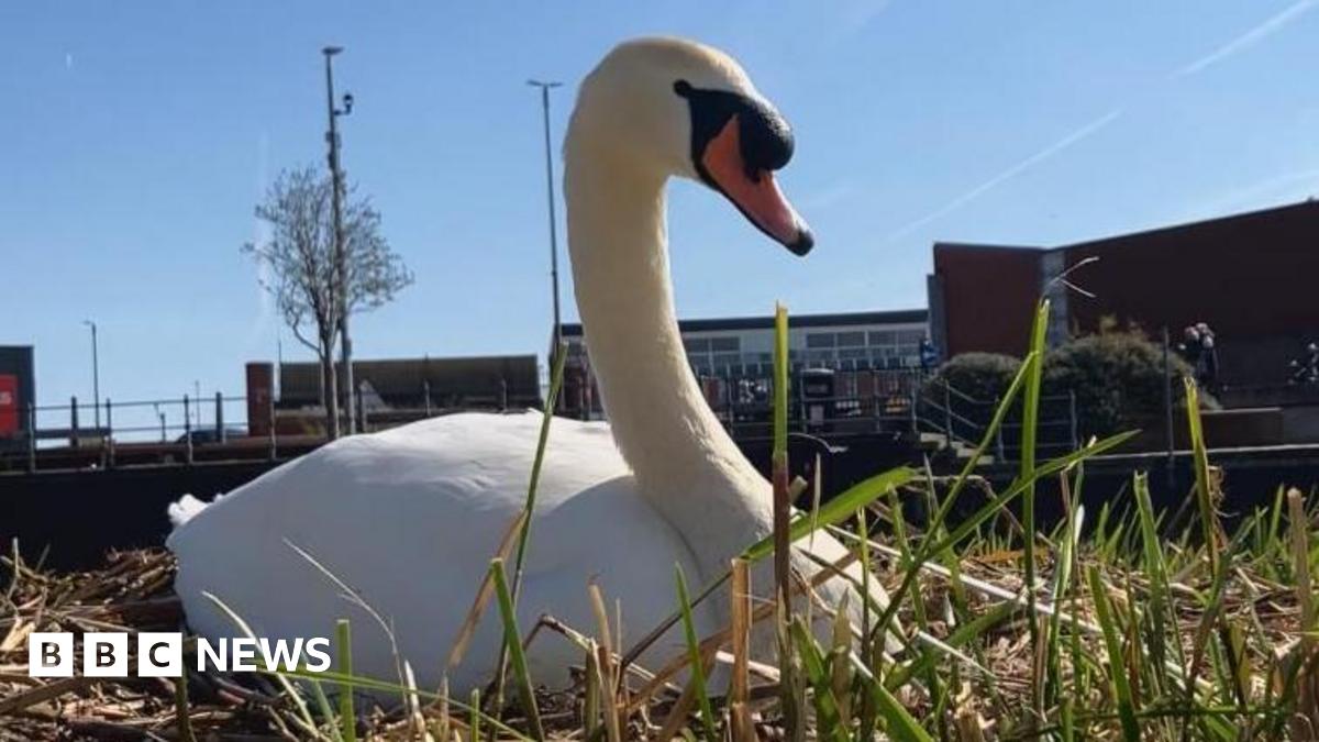 Investigation after swan 'strangled' at Gloucester beauty spot - BBC News