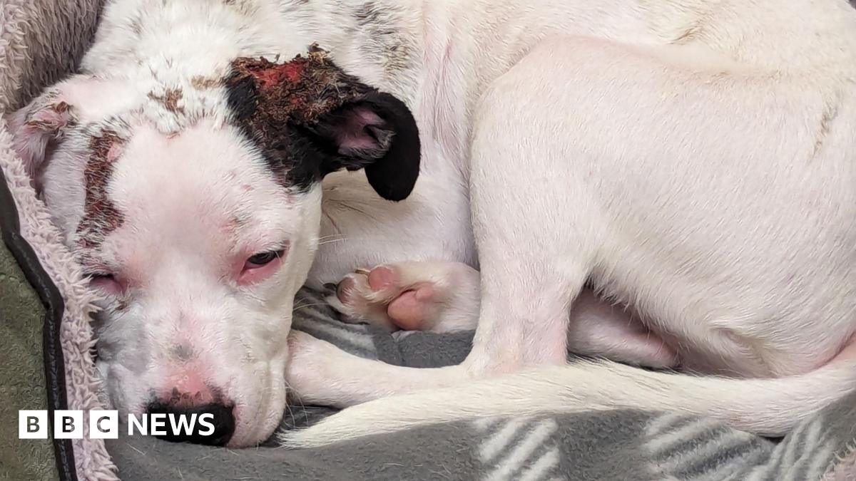 Norfolk puppy covered in burns rehomed in Wisbech BBC News