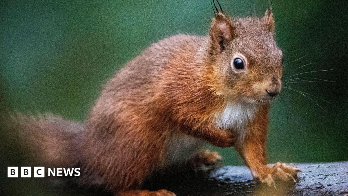 Funding Boost for Formby's Red Squirrel Conservation Efforts