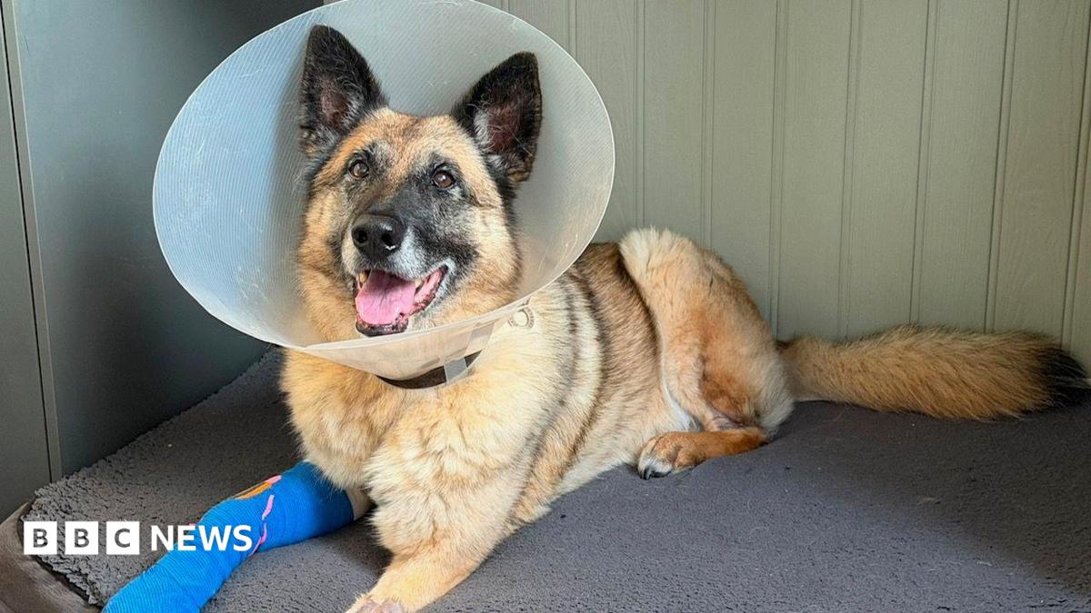 'Resilient' Sussex and Surrey police dog recovers from infection