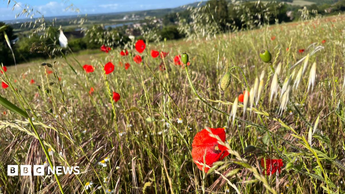bbc.co.uk - Phil Harrison - Ranscombe Farm Nature Reserve near Strood celebrates anniversary