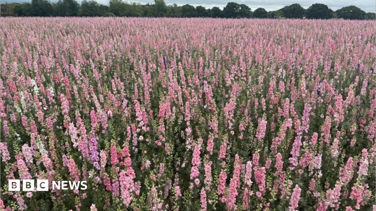 bbc.co.uk - Charlie Stubbs - Fewer flowers due to extreme weather, Shropshire Petal Farm warns