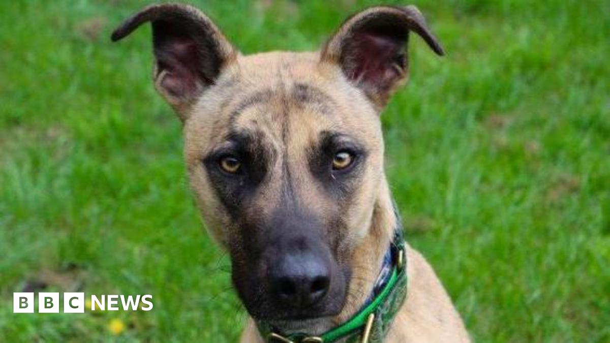 'Britain's loneliest dog' looking for a home BBC News