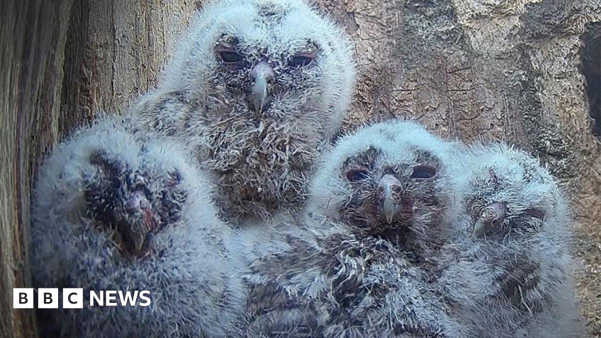 Thixendale Tawny owlets attract thousands of live-stream viewers