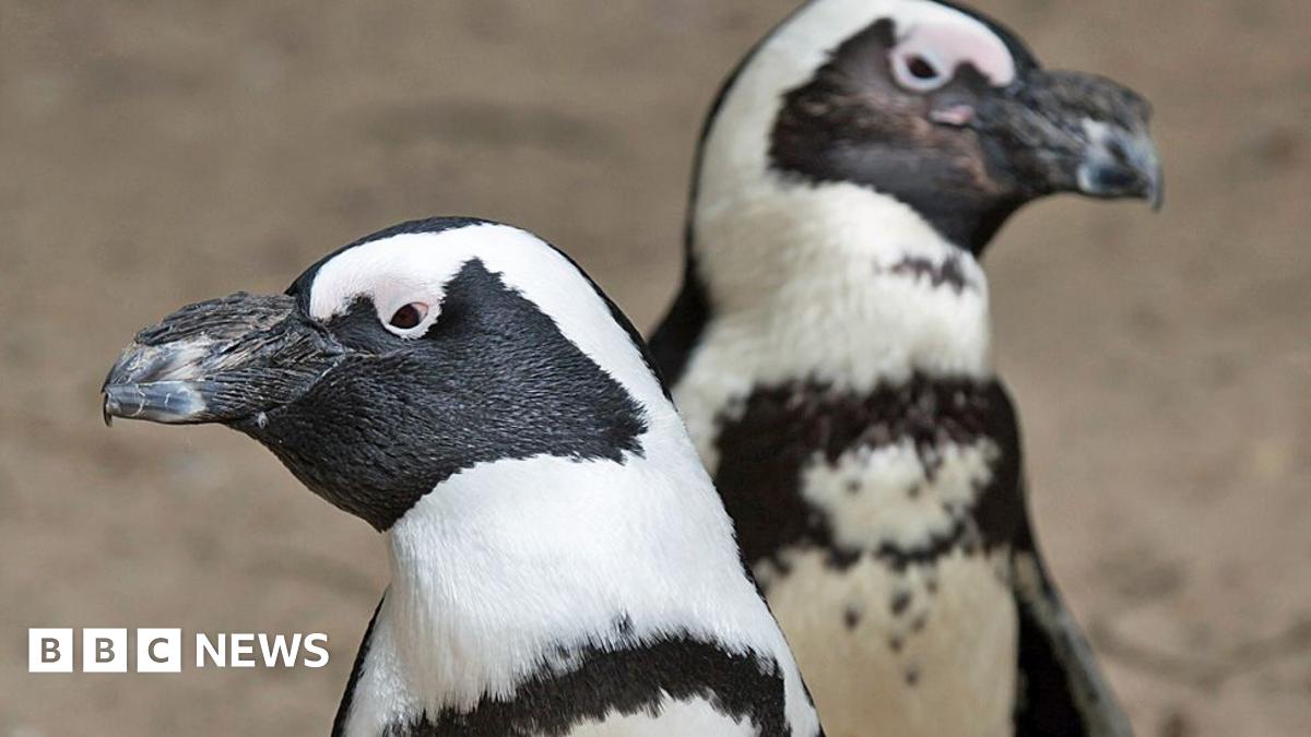 Why Namibia’s ‘green hydrogen’ dream could be a red flag for penguins and succulents