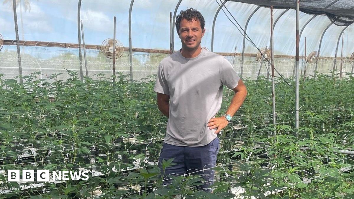 bbc.co.uk - Gemma Handy - Caribbean cannabis growers eye budding domestic sales and exports