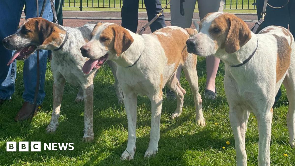 Fox hunting: Supporters say bill to ban leaves dog owners at risk of prosecution