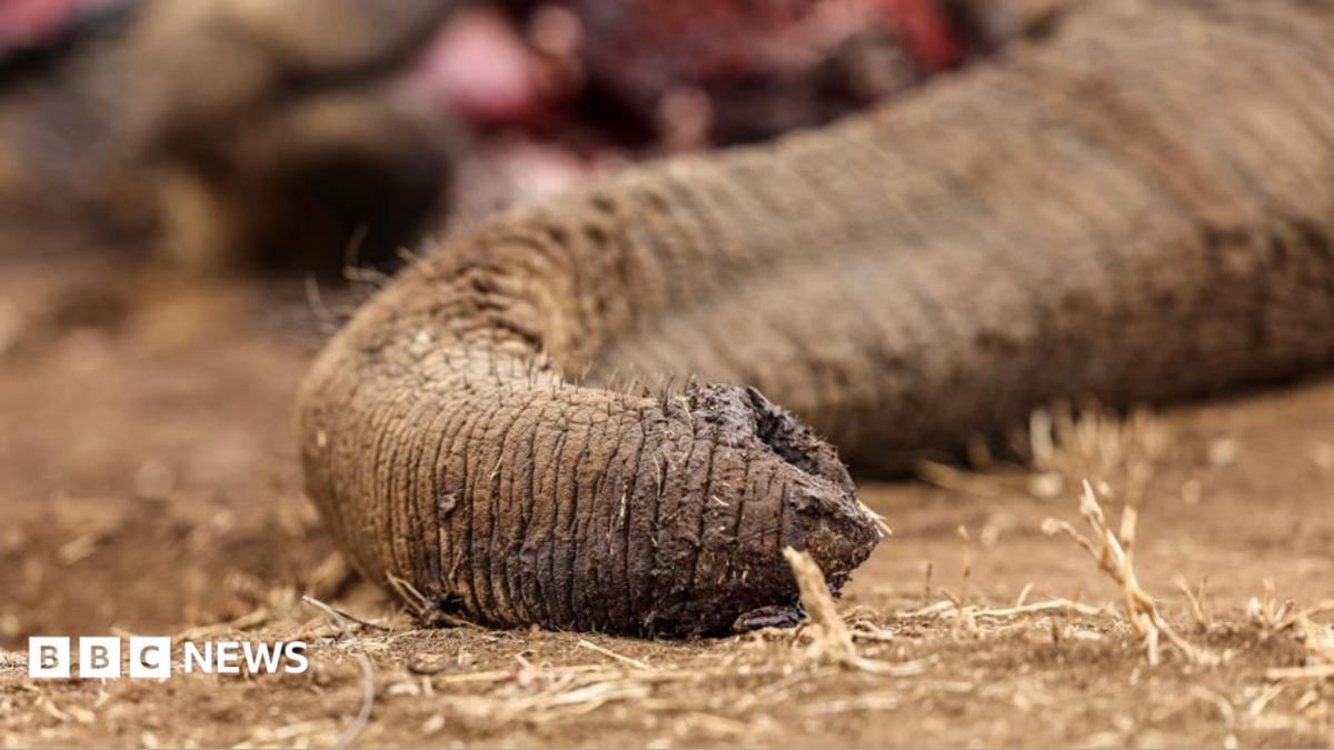 Four arrested over suspected poisoning of elephants in Kenya
