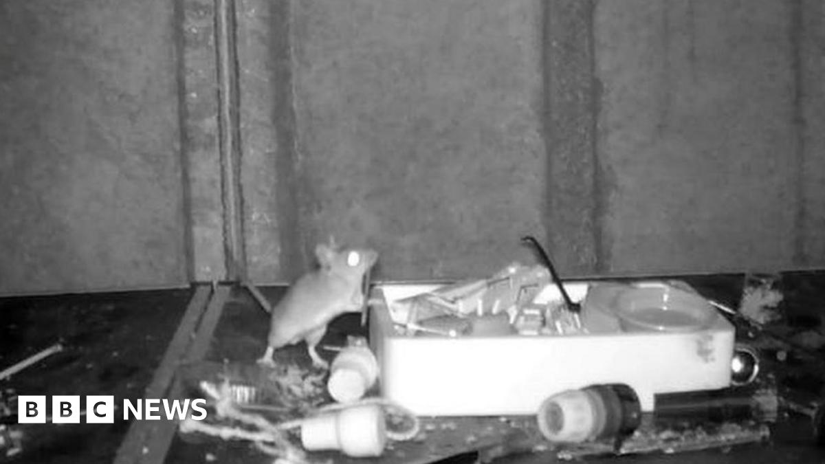 Mouse filmed tidying up man's shed every night - BBC News