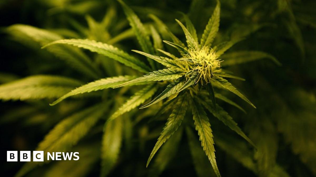 Legalising cannabis: What you need to know - BBC News