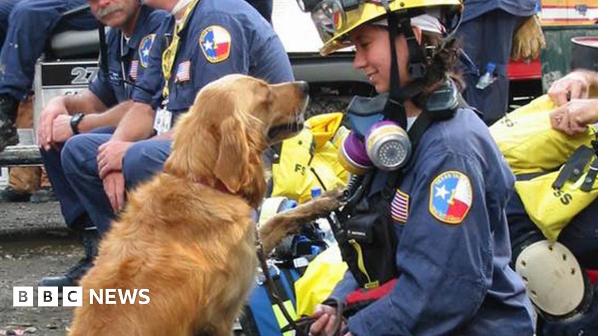 Last known 9/11 rescue dog, Bretagne, dies aged 16 - BBC News