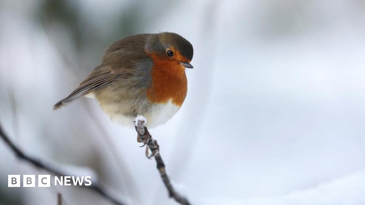 UK Weather: Snow and ice warnings extended to more parts of UK - BBC News