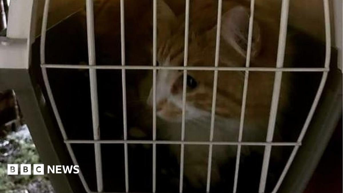Cat's three day shipping container ordeal - BBC News