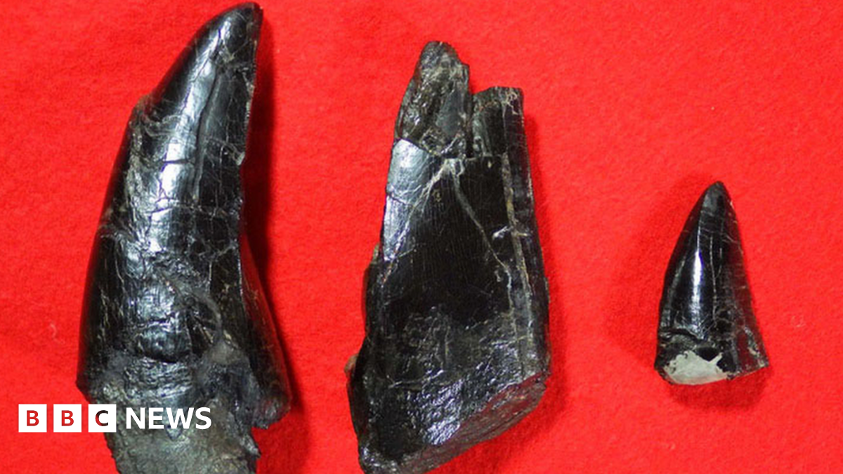 Japan: Teeth from huge tyrannosaur found in Nagasaki - BBC News