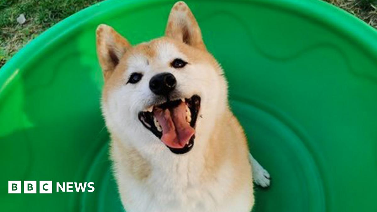 Deng Deng, the abandoned Shiba Inu, sells for $25k at auction in China -  BBC News