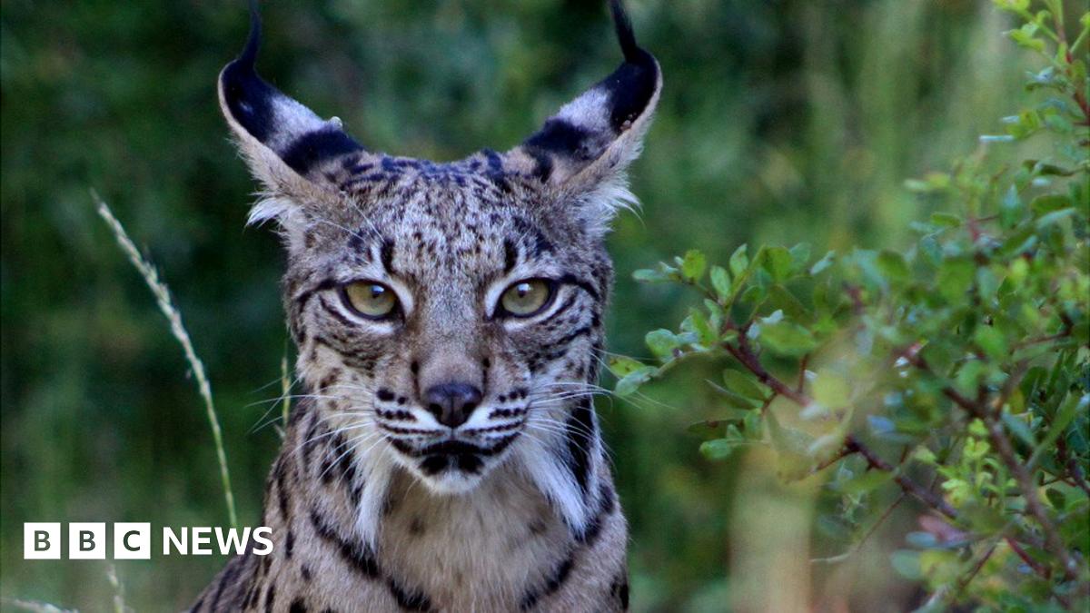Iberian lynx returns to Spain from verge of extinction - BBC News