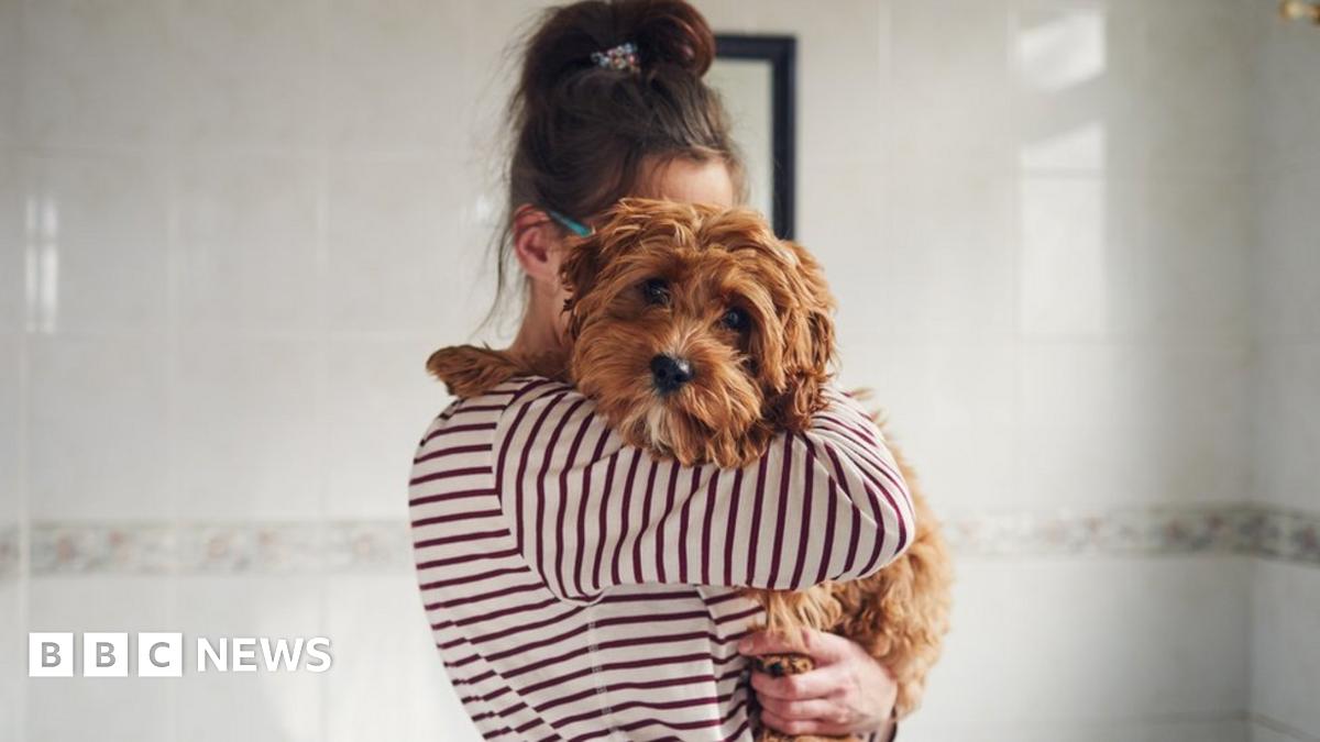 Spain grants joint custody of dog in rare ruling BBC News