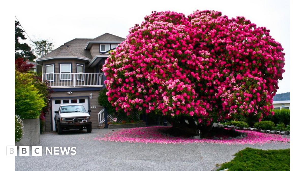 Lady Cynthia' rhododendron bush puts Canada town on the map - BBC News