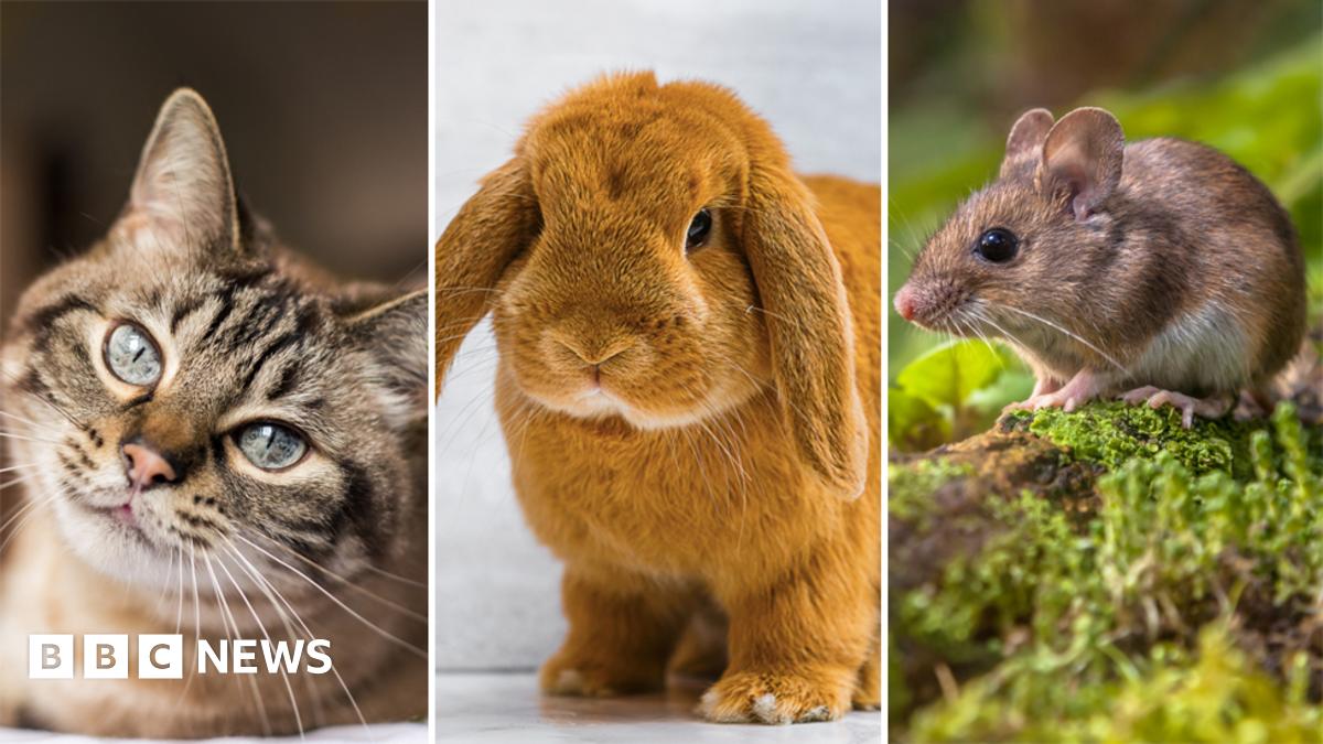 Animal testing: Which ones are used in UK experiments? - BBC News