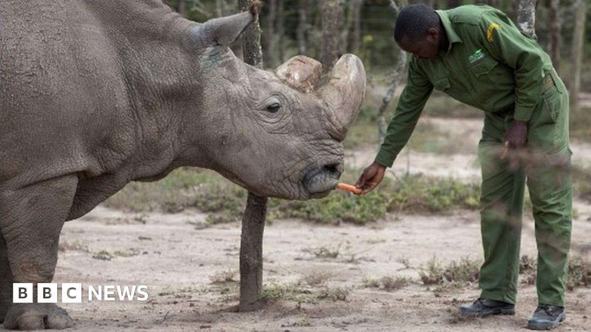 Northern white rhino: Last male Sudan dies in Kenya