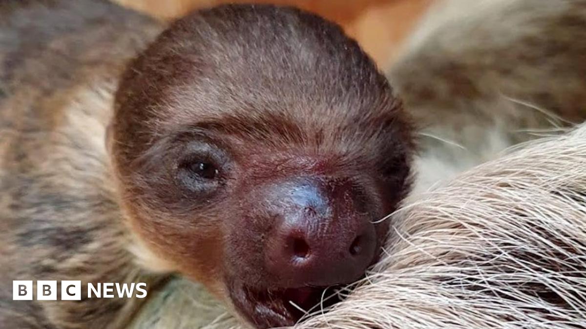 Dudley Zoo keepers thrilled to first sloth baby BBC News
