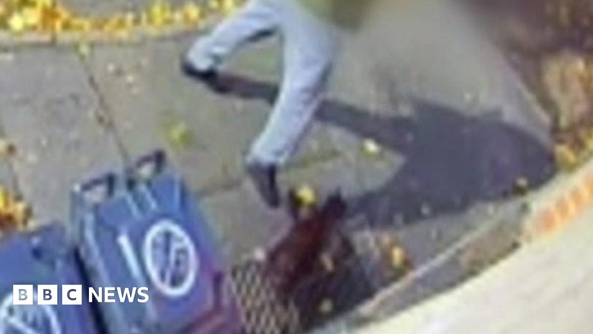 Newport: Man caught on CCTV kicking cat against wall - BBC News