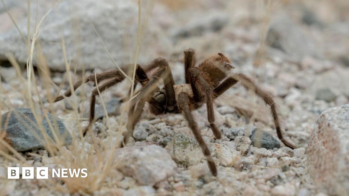Tarantula causes vehicle crash in California's Death Valley BBC News