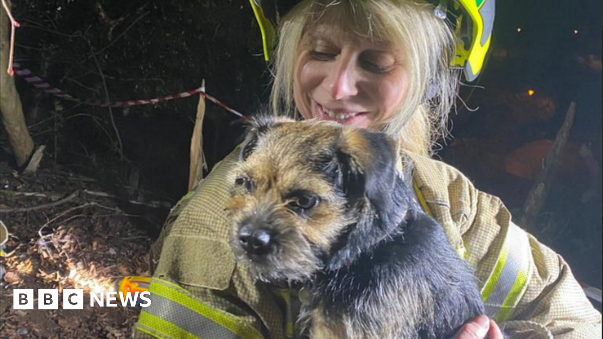 Dog reunited with owner after woodland rescue - BBC News