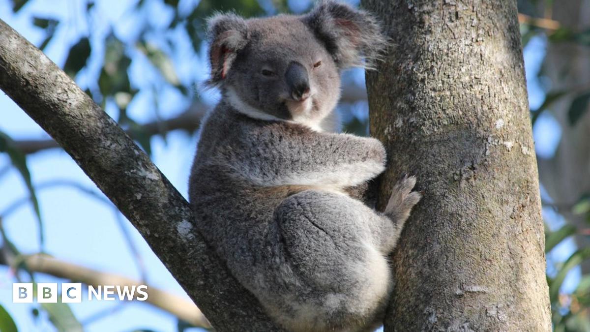 Koala crosses safelyA moment of innocenceNature's resilience amidst chaos