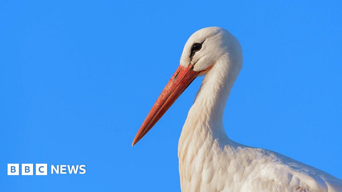 Polish charity gets huge phone bill thanks to stork