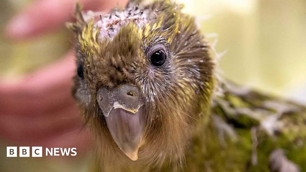 kakapo  _106905206_kakapo-brain-