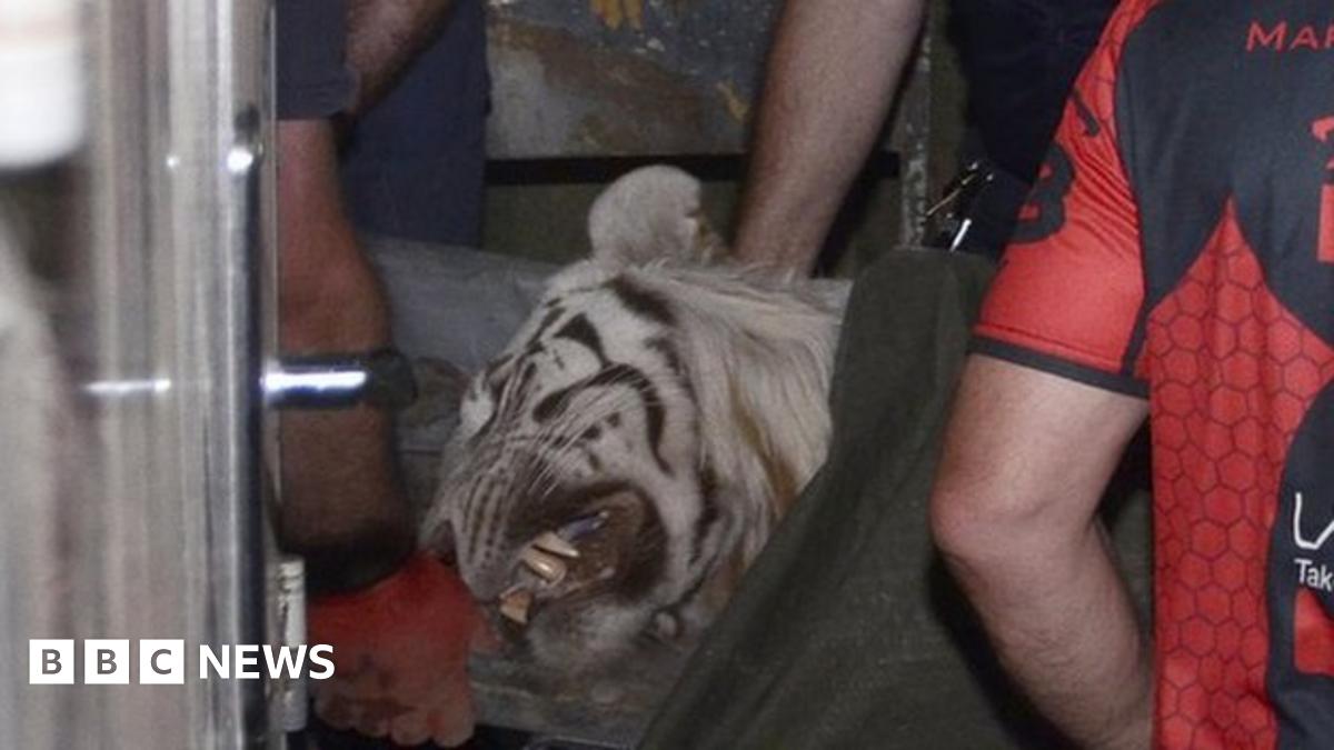 floods Escaped tiger kills man BBC News