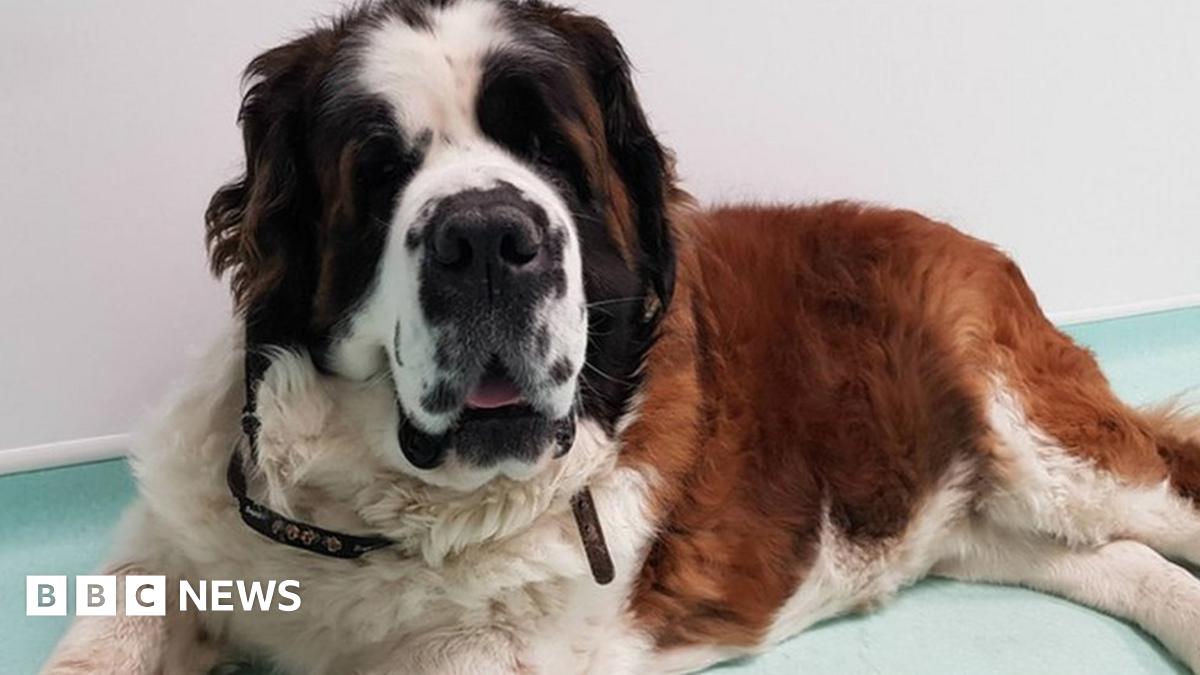 Dog's 'cancer' turns out to be four teddy bears BBC News(02)