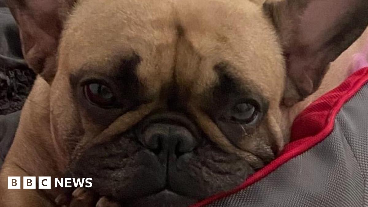 Stolen dog from Bristol found in Coventry recycling yard - BBC News